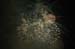 Feu_S_Remy (26)